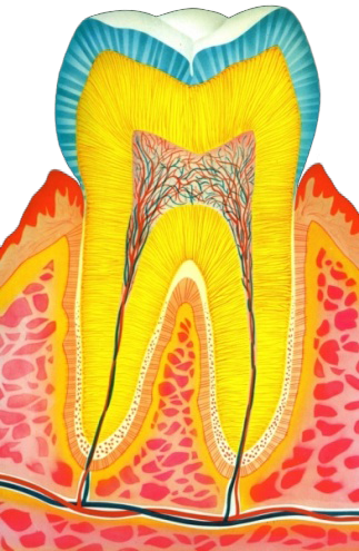 Elemento dentario sano nel suo alveolo